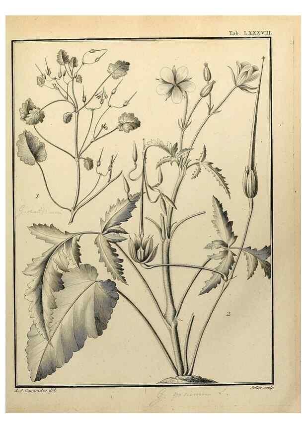 Reproducción/Reproduction 8187794875: Monadelphiae classis dissertationes decem.. Parisiis,Apud F.A. Didot,1785-1790.