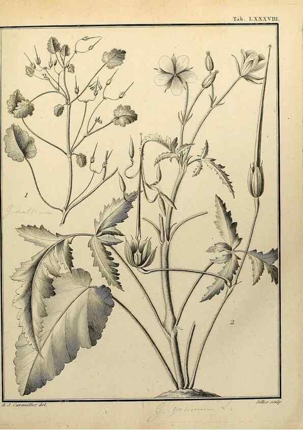 Reproducción/Reproduction 8187794875: Monadelphiae classis dissertationes decem.. Parisiis,Apud F.A. Didot,1785-1790.