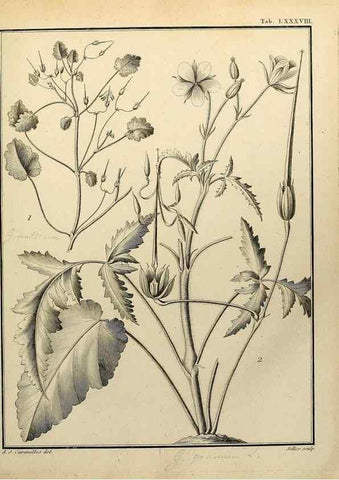 Reproducción/Reproduction 8187794875: Monadelphiae classis dissertationes decem.. Parisiis,Apud F.A. Didot,1785-1790.