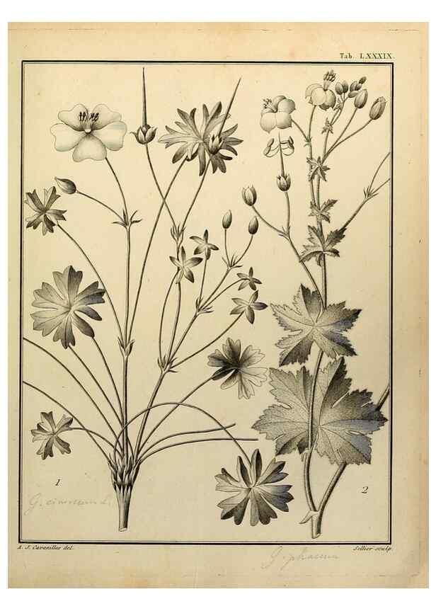 Reproducción/Reproduction 8187795649: Monadelphiae classis dissertationes decem.. Parisiis,Apud F.A. Didot,1785-1790.