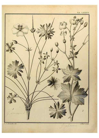 Reproducción/Reproduction 8187795649: Monadelphiae classis dissertationes decem.. Parisiis,Apud F.A. Didot,1785-1790.