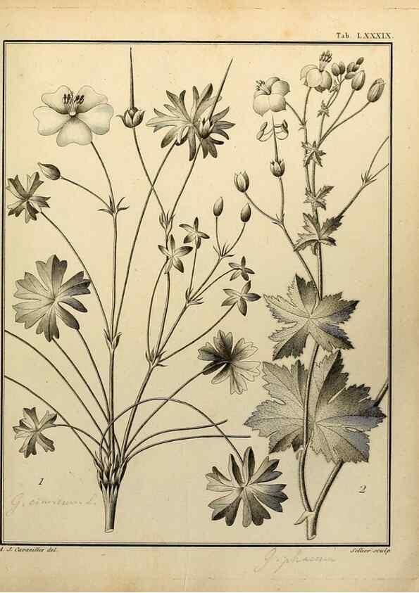 Reproducción/Reproduction 8187795649: Monadelphiae classis dissertationes decem.. Parisiis,Apud F.A. Didot,1785-1790.