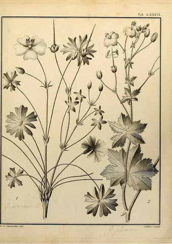 Reproducción/Reproduction 8187795649: Monadelphiae classis dissertationes decem.. Parisiis,Apud F.A. Didot,1785-1790.