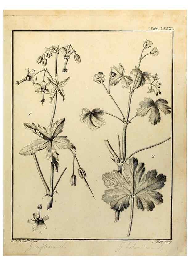Reproducción/Reproduction 8188870276: Monadelphiae classis dissertationes decem.. Parisiis,Apud F.A. Didot,1785-1790.