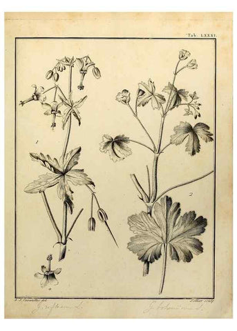 Reproducción/Reproduction 8188870276: Monadelphiae classis dissertationes decem.. Parisiis,Apud F.A. Didot,1785-1790.