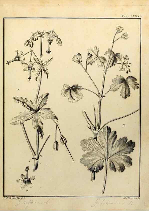 Reproducción/Reproduction 8188870276: Monadelphiae classis dissertationes decem.. Parisiis,Apud F.A. Didot,1785-1790.