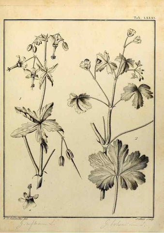 Reproducción/Reproduction 8188870276: Monadelphiae classis dissertationes decem.. Parisiis,Apud F.A. Didot,1785-1790.