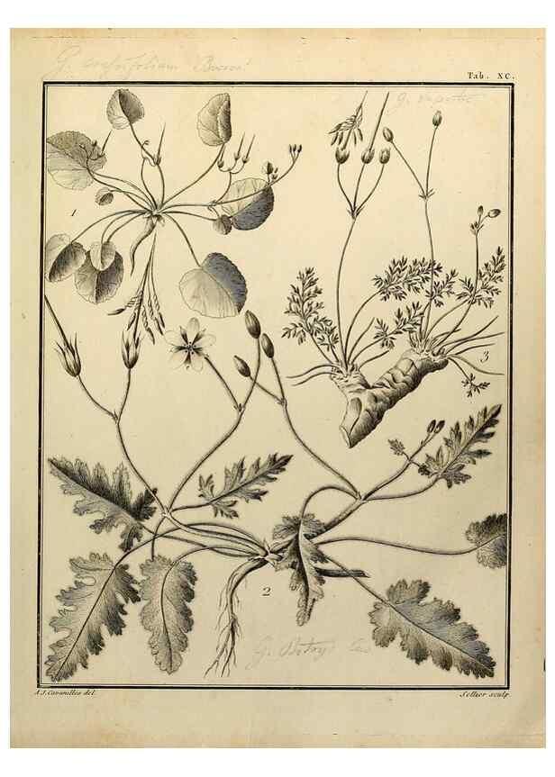 Reproducción/Reproduction 8188876464: Monadelphiae classis dissertationes decem.. Parisiis,Apud F.A. Didot,1785-1790.
