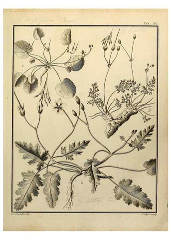 Reproducción/Reproduction 8188876464: Monadelphiae classis dissertationes decem.. Parisiis,Apud F.A. Didot,1785-1790.