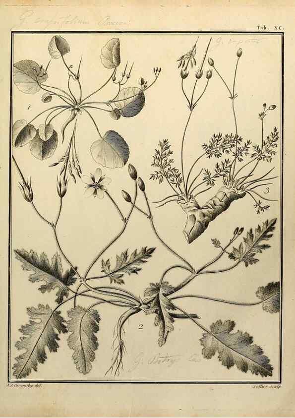 Reproducción/Reproduction 8188876464: Monadelphiae classis dissertationes decem.. Parisiis,Apud F.A. Didot,1785-1790.