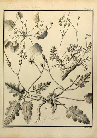 Reproducción/Reproduction 8188876464: Monadelphiae classis dissertationes decem.. Parisiis,Apud F.A. Didot,1785-1790.