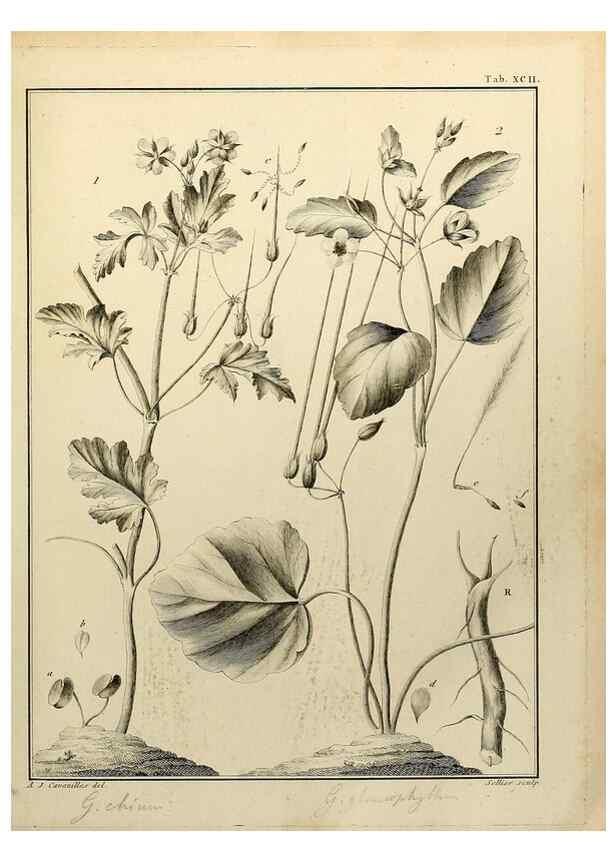 Reproducción/Reproduction 8187797741: Monadelphiae classis dissertationes decem.. Parisiis,Apud F.A. Didot,1785-1790.