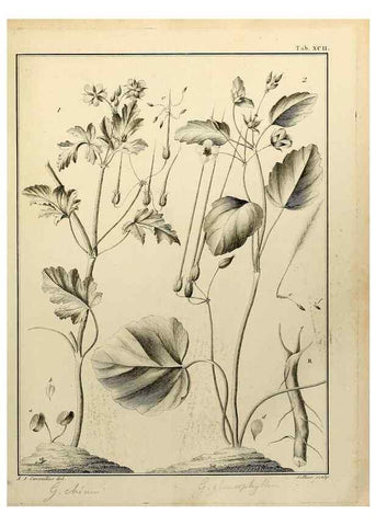 Reproducción/Reproduction 8187797741: Monadelphiae classis dissertationes decem.. Parisiis,Apud F.A. Didot,1785-1790.