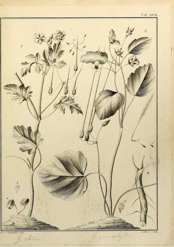 Reproducción/Reproduction 8187797741: Monadelphiae classis dissertationes decem.. Parisiis,Apud F.A. Didot,1785-1790.
