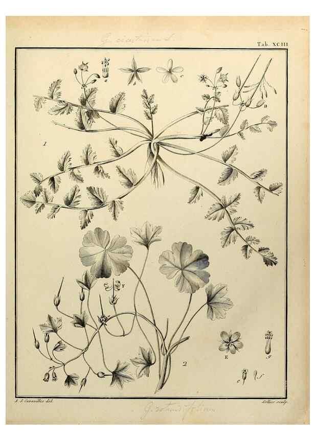 Reproducción/Reproduction 8188878428: Monadelphiae classis dissertationes decem.. Parisiis,Apud F.A. Didot,1785-1790.