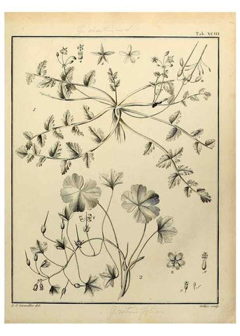 Reproducción/Reproduction 8188878428: Monadelphiae classis dissertationes decem.. Parisiis,Apud F.A. Didot,1785-1790.