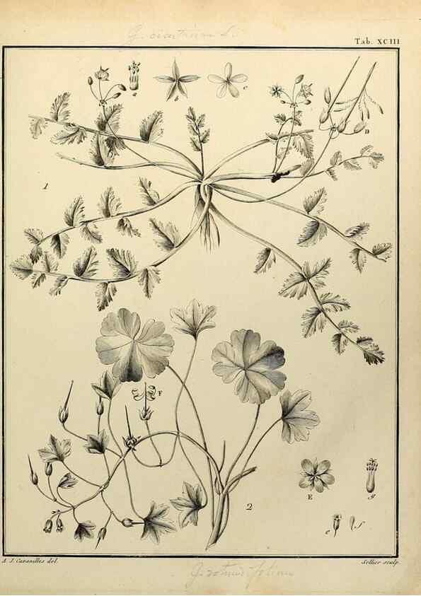 Reproducción/Reproduction 8188878428: Monadelphiae classis dissertationes decem.. Parisiis,Apud F.A. Didot,1785-1790.