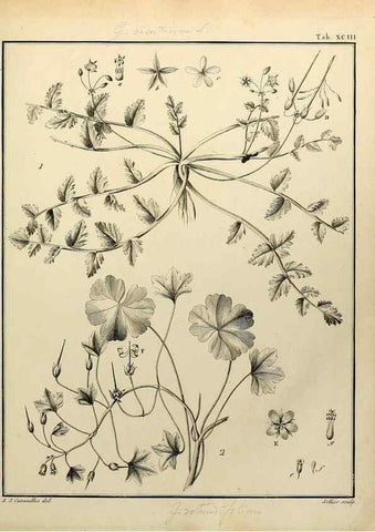 Reproducción/Reproduction 8188878428: Monadelphiae classis dissertationes decem.. Parisiis,Apud F.A. Didot,1785-1790.
