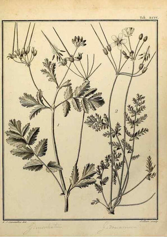 Reproducción/Reproduction 8187798985: Monadelphiae classis dissertationes decem.. Parisiis,Apud F.A. Didot,1785-1790.