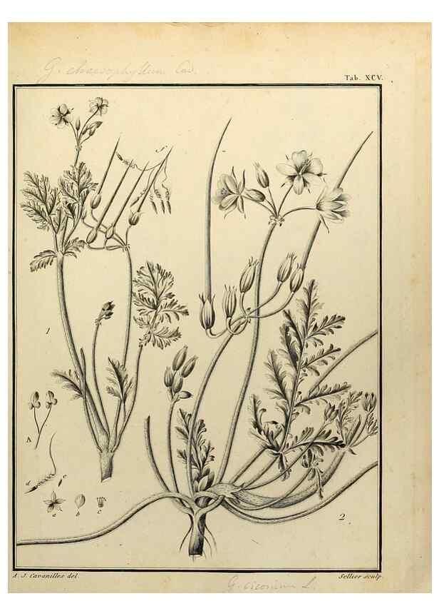 Reproducción/Reproduction 8187799153: Monadelphiae classis dissertationes decem.. Parisiis,Apud F.A. Didot,1785-1790.