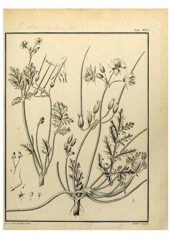 Reproducción/Reproduction 8187799153: Monadelphiae classis dissertationes decem.. Parisiis,Apud F.A. Didot,1785-1790.