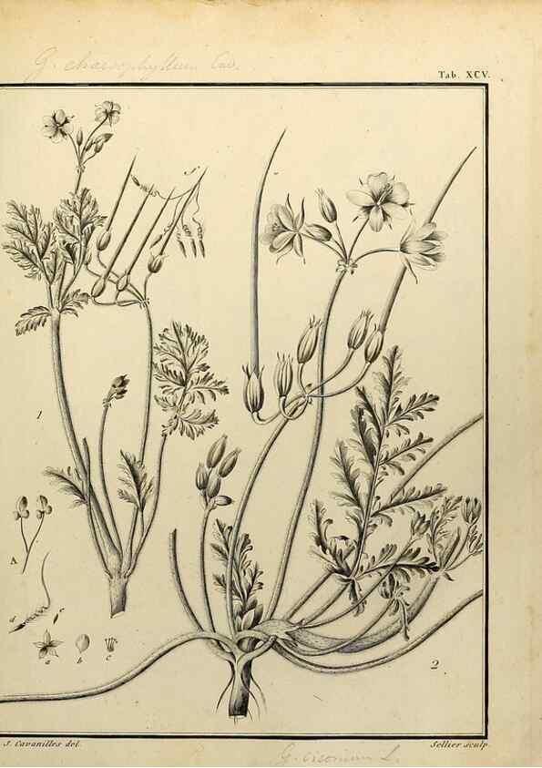Reproducción/Reproduction 8187799153: Monadelphiae classis dissertationes decem.. Parisiis,Apud F.A. Didot,1785-1790.