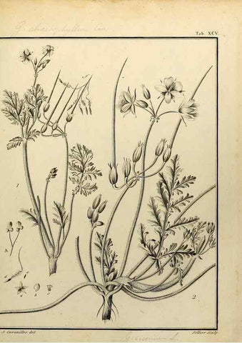 Reproducción/Reproduction 8187799153: Monadelphiae classis dissertationes decem.. Parisiis,Apud F.A. Didot,1785-1790.