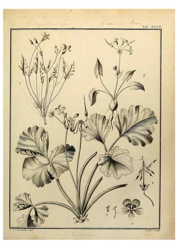Reproducción/Reproduction 8188881186: Monadelphiae classis dissertationes decem.. Parisiis,Apud F.A. Didot,1785-1790.