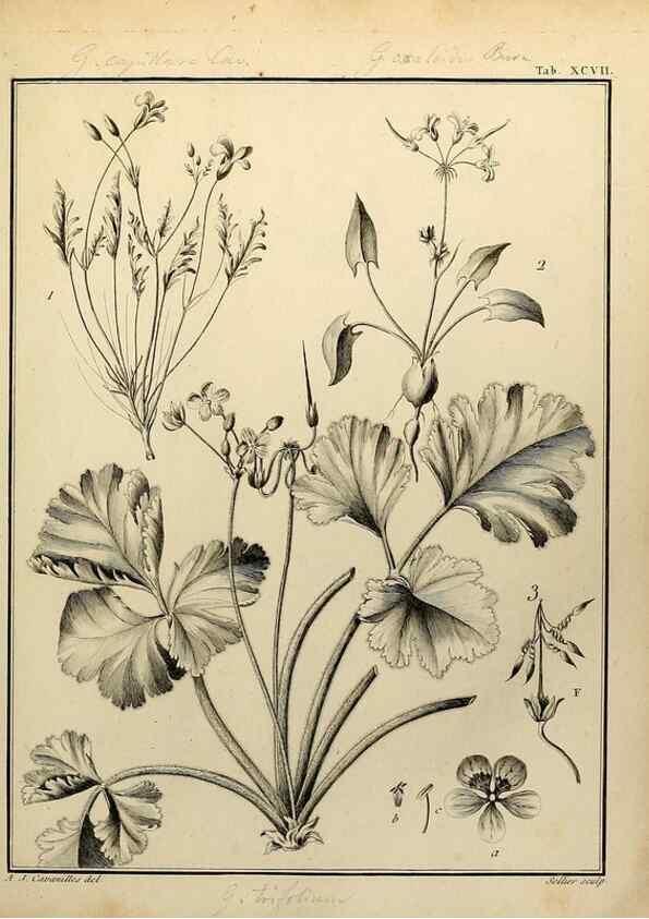 Reproducción/Reproduction 8188881186: Monadelphiae classis dissertationes decem.. Parisiis,Apud F.A. Didot,1785-1790.