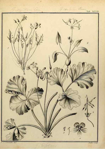 Reproducción/Reproduction 8188881186: Monadelphiae classis dissertationes decem.. Parisiis,Apud F.A. Didot,1785-1790.