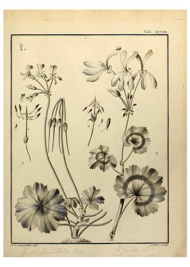 Reproducción/Reproduction 8188882036: Monadelphiae classis dissertationes decem.. Parisiis,Apud F.A. Didot,1785-1790.