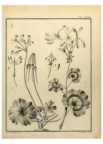Reproducción/Reproduction 8188882036: Monadelphiae classis dissertationes decem.. Parisiis,Apud F.A. Didot,1785-1790.