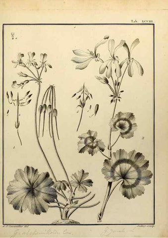 Reproducción/Reproduction 8188882036: Monadelphiae classis dissertationes decem.. Parisiis,Apud F.A. Didot,1785-1790.