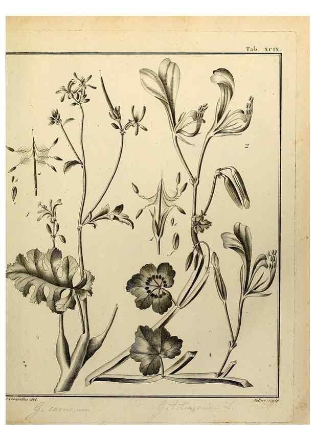 Reproducción/Reproduction 8188882908: Monadelphiae classis dissertationes decem.. Parisiis,Apud F.A. Didot,1785-1790.