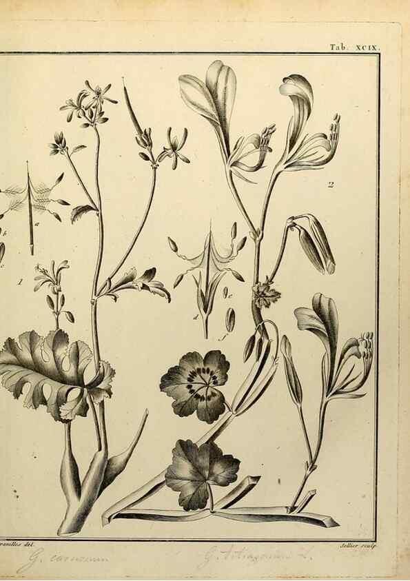 Reproducción/Reproduction 8188882908: Monadelphiae classis dissertationes decem.. Parisiis,Apud F.A. Didot,1785-1790.