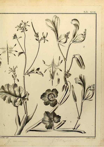 Reproducción/Reproduction 8188882908: Monadelphiae classis dissertationes decem.. Parisiis,Apud F.A. Didot,1785-1790.