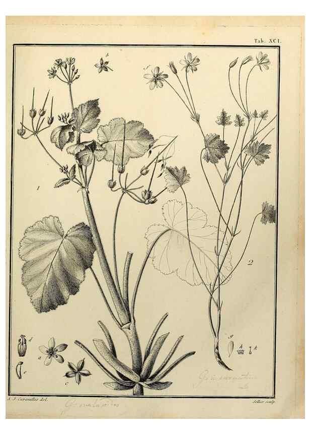 Reproducción/Reproduction 8188877210: Monadelphiae classis dissertationes decem.. Parisiis,Apud F.A. Didot,1785-1790.