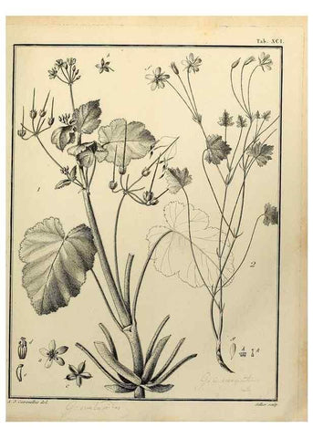 Reproducción/Reproduction 8188877210: Monadelphiae classis dissertationes decem.. Parisiis,Apud F.A. Didot,1785-1790.