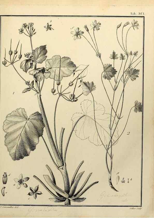 Reproducción/Reproduction 8188877210: Monadelphiae classis dissertationes decem.. Parisiis,Apud F.A. Didot,1785-1790.
