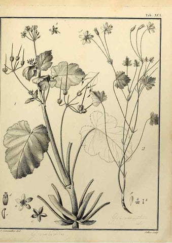 Reproducción/Reproduction 8188877210: Monadelphiae classis dissertationes decem.. Parisiis,Apud F.A. Didot,1785-1790.