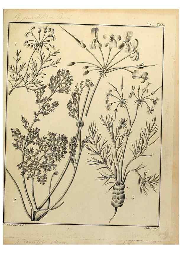 Reproducción/Reproduction 8187818219: Monadelphiae classis dissertationes decem.. Parisiis,Apud F.A. Didot,1785-1790.