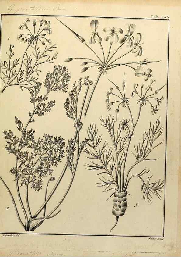 Reproducción/Reproduction 8187818219: Monadelphiae classis dissertationes decem.. Parisiis,Apud F.A. Didot,1785-1790.