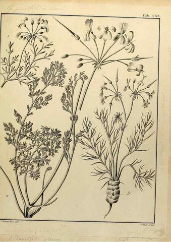 Reproducción/Reproduction 8187818219: Monadelphiae classis dissertationes decem.. Parisiis,Apud F.A. Didot,1785-1790.