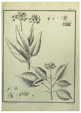 Reproducción/Reproduction 8188839760: Monadelphiae classis dissertationes decem.. Parisiis,Apud F.A. Didot,1785-1790.