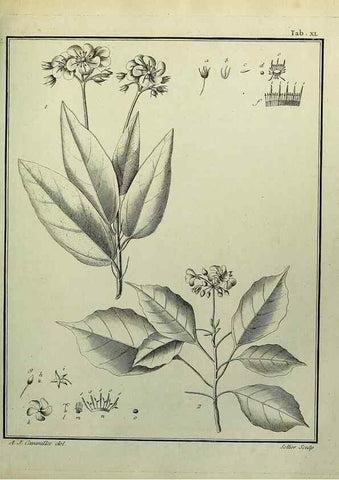 Reproducción/Reproduction 8188839760: Monadelphiae classis dissertationes decem.. Parisiis,Apud F.A. Didot,1785-1790.