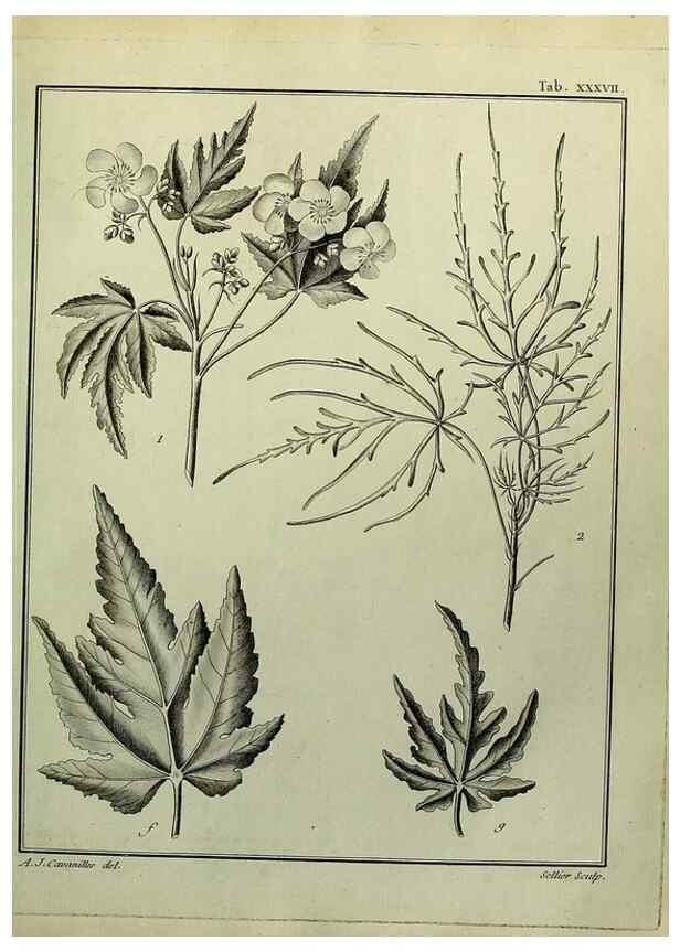 Reproducción/Reproduction 8187758701: Monadelphiae classis dissertationes decem.. Parisiis,Apud F.A. Didot,1785-1790.