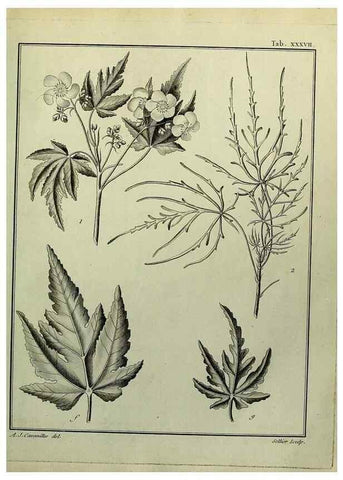 Reproducción/Reproduction 8187758701: Monadelphiae classis dissertationes decem.. Parisiis,Apud F.A. Didot,1785-1790.