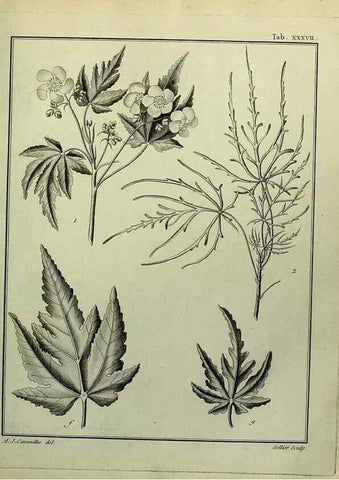 Reproducción/Reproduction 8187758701: Monadelphiae classis dissertationes decem.. Parisiis,Apud F.A. Didot,1785-1790.