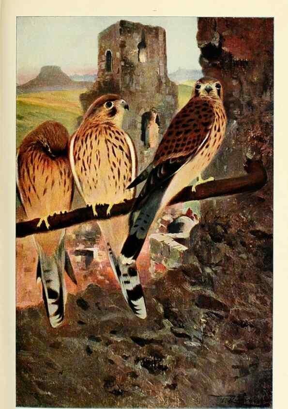 Reproducción/Reproduction 8167404439: Wild life of the world :. London ;F. Warne and co.,1916.