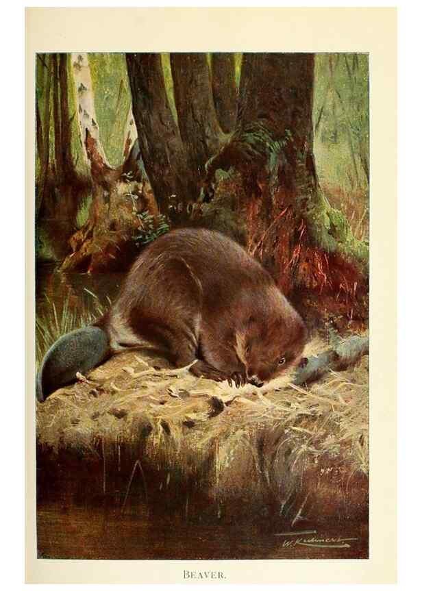 Reproducción/Reproduction 8167405049: Wild life of the world :. London ;F. Warne and co.,1916.